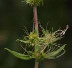 Image result for Empogona cacondensis