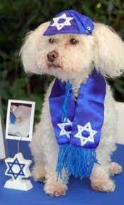 Have A Senior Dog Throw Him A Bark Mitzvah Fundraiser To Help Pets Petfinder Hanukkah Dog Pets Dog Throw