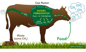 Cows Methane And Climate Change Let S Talk Science The best selection of royalty free cow stomach vector art, graphics and stock illustrations. cows methane and climate change let