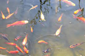 Goldfische sind meister im luftanhalten. Goldfische Im Teich Haltung Und Vermehrung Gartenlexikon De