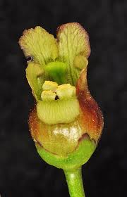 Image result for Scrophulariaceae