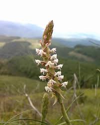 Image result for Satyrium macrophyllum