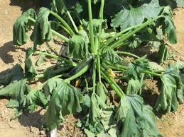When to plant zucchini in ny. Zucchini Plant Dying Fast