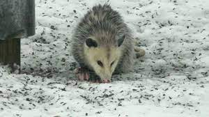 Opossum Foraging In The Winter Snow Winter Is A Tough Time For Opossums Opossum Awesome Possum Trash Panda