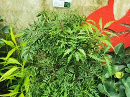 Image result for Polyscias fruticosa