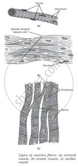 Identification of parenchyma, collenchyma and sclerenchyma tissues in plants, striped, smooth and cardiac muscle fibers 3. Diagrammatically Show The Difference Between The Three Types Of Muscle Fibres Science Shaalaa Com