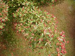 Image result for Phyllocladus trichomanoides