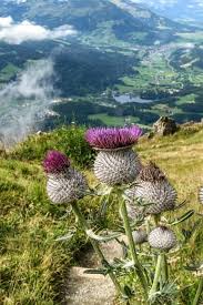 Most perennial plants don't bloom until their second year, spending their first season growing a strong root system and lots of leaves for photosynthesis. Best Time To See Alpine Flower Garden Kitzbuheler Horn In Austria 2021 Alpine Flowers Flower Garden Nordic Garden
