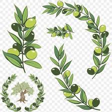 On july 5, 1775, the continental congress adopts the olive branch petition, written by john dickinson, which appeals directly to king george iii and expresses hope for reconciliation between the colonies and great britain. Olive Branch Olive Wreath Stock Photography Illustration Png 918x925px Olive Art Branch Drawing Flower Download Free