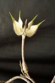 Image result for Ceropegia burchelliana