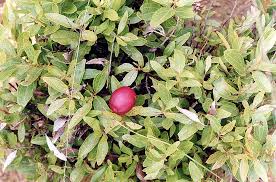 Image result for Anisophylleaceae