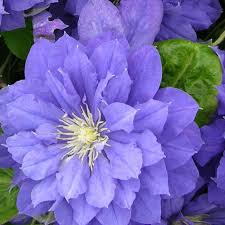 Violettblau, gefüllte blüten mit ansehnlicher wuchshöhe … die pflanze kaufen bei der baumschule horstmann zum preis von eur 9.90 zzgl. Powojnik Kiri Te Kanawa Clematis Kiri Te Kanawa Sklep Floramis Pl