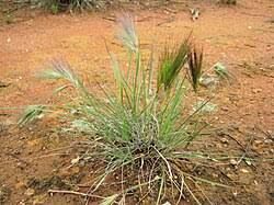 Image result for Aristida stenostachya