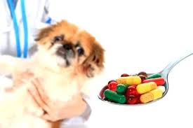 Aspirin Buffered For Dogs Idolab Co