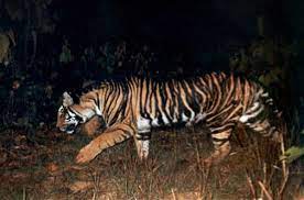 Rare Color Mutations Melanistic Black Tigers Animals