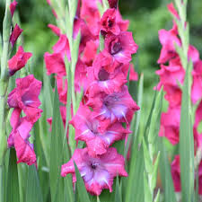 Image result for Gladiolus bellus