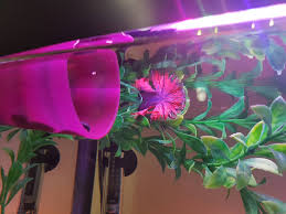 A natural looking floating log for your pet betta to sleep, play, breed, feed, or blow a bubblenest in.zoo med laboratories floating this is my betta's favorite toy/hiding place/sleeping place/pouting place. Inspired By The Floating Betta Log I Made My Boy A Suspended Betta Penthouse Bettafish