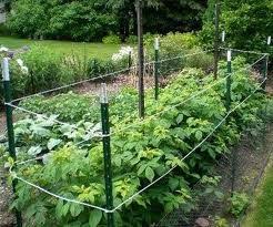 Maybe you would like to learn more about one of these? How To Stake Raspberry Bushes Raspberry