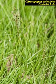 Image result for Chrysopogon