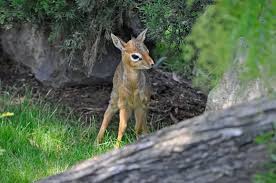 Image result for Cadaba kirkii