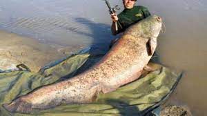 Sudahlah fresh, makan sambil lihat matahari terbenam, memang terbaik!. 85 Gambar Ikan Tapa Paling Hist Gambar Pixabay