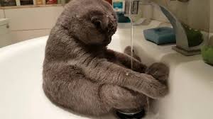 Cat Takes Bath In Sink Can T Believe I Never Saw This On Reddit Before Thought You Would All Enjoy It Cute Cat Bath Cute Cats Cats