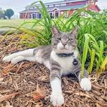 Hired Paws: Cats & Dogs Summer Camp