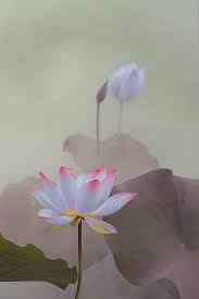 Lotus Flower Surreal Series Dd0a0016 1 1000 Lotus Flower Pictures Flower Aesthetic Beautiful Flowers