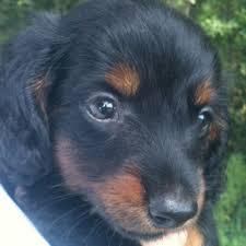 Black And Brown Long Haired Miniature Dachshund 5 Week Old Black And Tan Long Haired Miniature Dachshund Chaos 3 Wiener Dog Long Haired Miniature Dachshund Miniature Dachshund