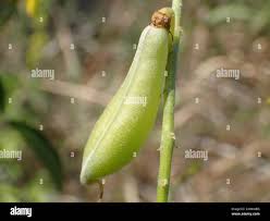 Image result for Crotalaria trichotoma