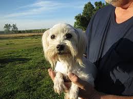 Our fees start at $500 and can be higher depending on the dog and circumstances for their vetting. Salem Nh Maltese Meet Cupcake A Pet For Adoption