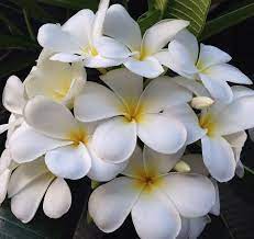 I Can Smell The Fragrance Of This Flower As Soon As I Step Off The Airplane Cvety Komnatnye Cvety Bolshie Cvety