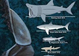 what is the biggest shark a chart shows the diversity of