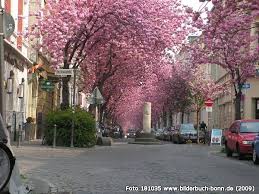 Kirschblute In Der Heerstrasse Altstadt Bonn Altstadt Bonn Stadt Bonn
