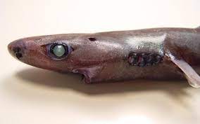 Les rorquals les plus grands jamais vu peuvent peser plus de 70 tonnes ! Le Plus Petit Requin Du Monde En Images Dinosoria