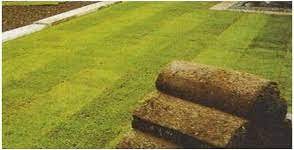 All grown in the beautiful. Landscapes Turf Supplies Sydney Building Supplies