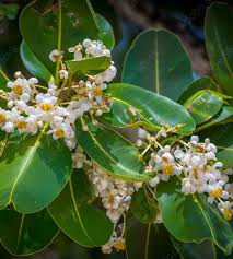 Image result for Calophyllum inophyllum