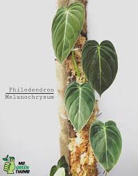 Philodendron Melanochrysum Philodendron Plants Ornamental Plants