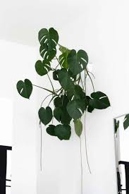 White Minimalism Urban Jungle Inspiration Plants Indoor Plants Hanging Plants