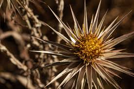 Image result for Macledium