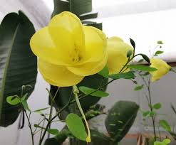 Image result for Bauhinia tomentosa