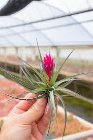 Image result for Aeranthes africana