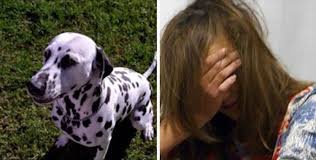 Quello che raccomando, se qualcuno ha la curiosita di provare, deve anzitutto trattarsi di un cane pulito e con si fa chiavare dal suo cane from velvetpets.it. Fa Sesso Con Il Suo Cane E Finisce In Ospedale Quando Arriva Li Confessa Quel Che Ha Fatto E Medici Scoprono Qualcosa Di Ancora Piu Assurdo Caffeina Magazine