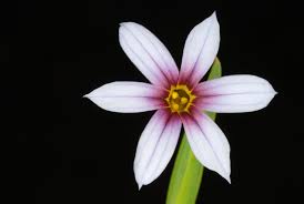 Image result for Sisyrinchium micranthum