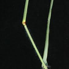 Image result for Eragrostis porosa