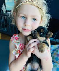 It was a hard decision choosing over 2 beautiful pups from Judith but we  finally made a choice. We are overjoyed with our beautiful Yorkie puppy  from Judith, the group admin! From