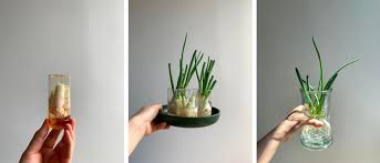 Scallions require routine watering to successfully grow. Growing Green Onions In Water As My Quarantine Houseplant Curbed