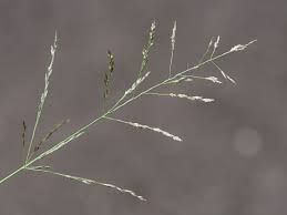 Image result for Eragrostis pilosa