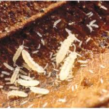 Eliminate the cause to eliminate the bugs. Pdf Folsomia Candida Collembola A Standard Soil Arthropod Annu Rev Entomol
