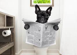 After all, even though they may not know when and where to go, they can tell when you're frustrated. Are French Bulldogs Hard To Potty Train Frenchie World Shop
